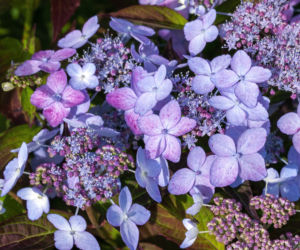 Hortensja piłkowana (Hydrangea serrata)