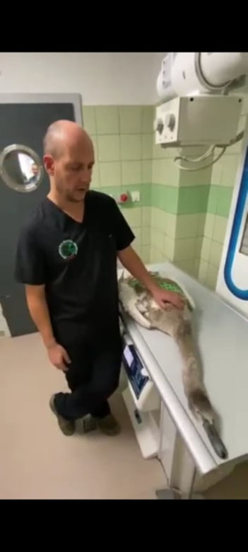 Przemyśl. Zrobili łabędziowi nogę ze śrub [ZDJĘCIA]