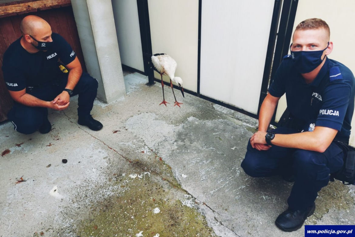 Ranny bocian na policji