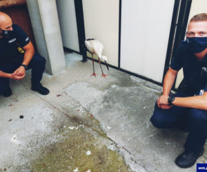Ranny bocian na policji
