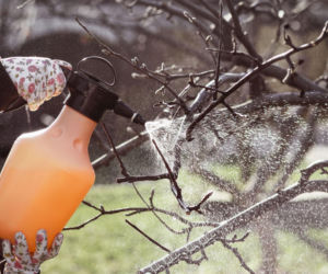 Wiosenne opryski drzew owocowych: nie przegap tych terminów!