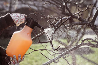 Wiosenne opryski drzew owocowych: nie przegap tych terminów!