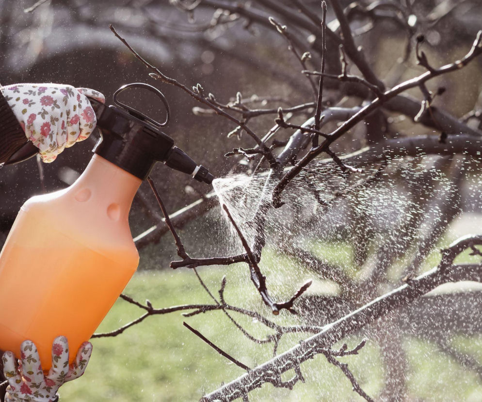 Wiosenne opryski drzew owocowych: nie przegap tych terminów!
