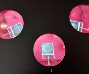 O Marii Leszczyńskiej w Muzeum Okręgowym w Lesznie