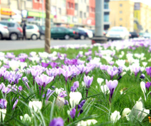 Krokusy w Szczecinie