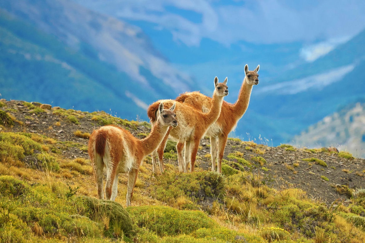Patagonia