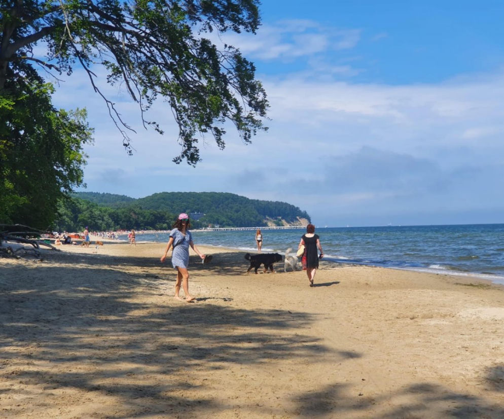 Gdyńskie plaże dla czworonogów: Gdzie można spacerować z psem? 
