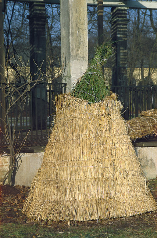 Rośliny zabezpieczone przed mrozem