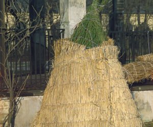 Rośliny zabezpieczone przed mrozem