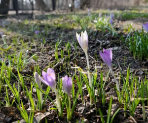 Wiosna coraz śmielej daje o sobie znać! Krokusy kwitną, pszczoły ruszyły do pracy