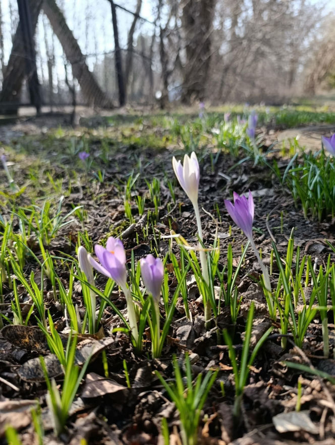 Wiosna coraz śmielej daje o sobie znać! Krokusy kwitną, pszczoły ruszyły do pracy