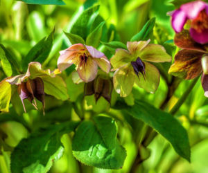 Czy można usunąć nasiona ciemiernika? Jak to zrobić? 