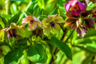 Czy można usunąć nasiona ciemiernika? Jak to zrobić? Odpowiada ekspert