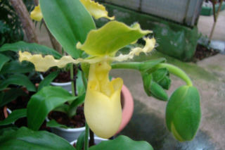 Paphiopedilum = sabotek - Paphiopedilum