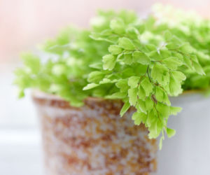 Adiantum
