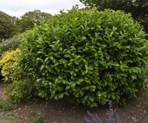 Odkryj sekrety uprawy laurowiśni wschodniej