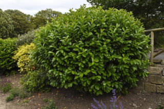 Laurowiśnia ma żółte liście. Co oznacza żółknięcie liści laurowiśni? Jak zwalczać choroby laurowiśni?