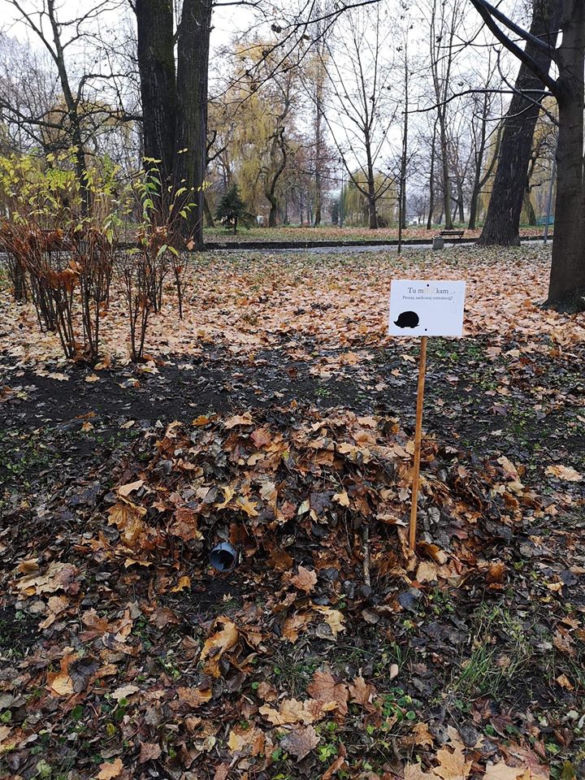 Dokąd nocą tupta jeż? Do Sosnowca!