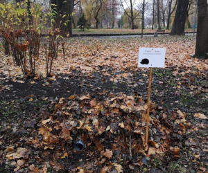 Dokąd nocą tupta jeż? Do Sosnowca!