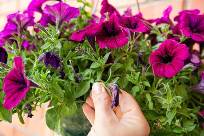 Petunia