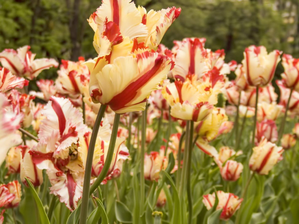 Tulipany papuzie