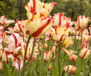Tulipany papuzie