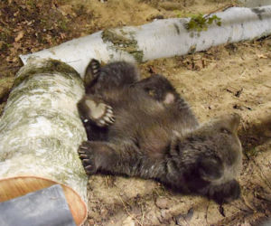 Miśka zostanie gwiazdą zoo