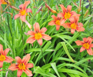 liliowce