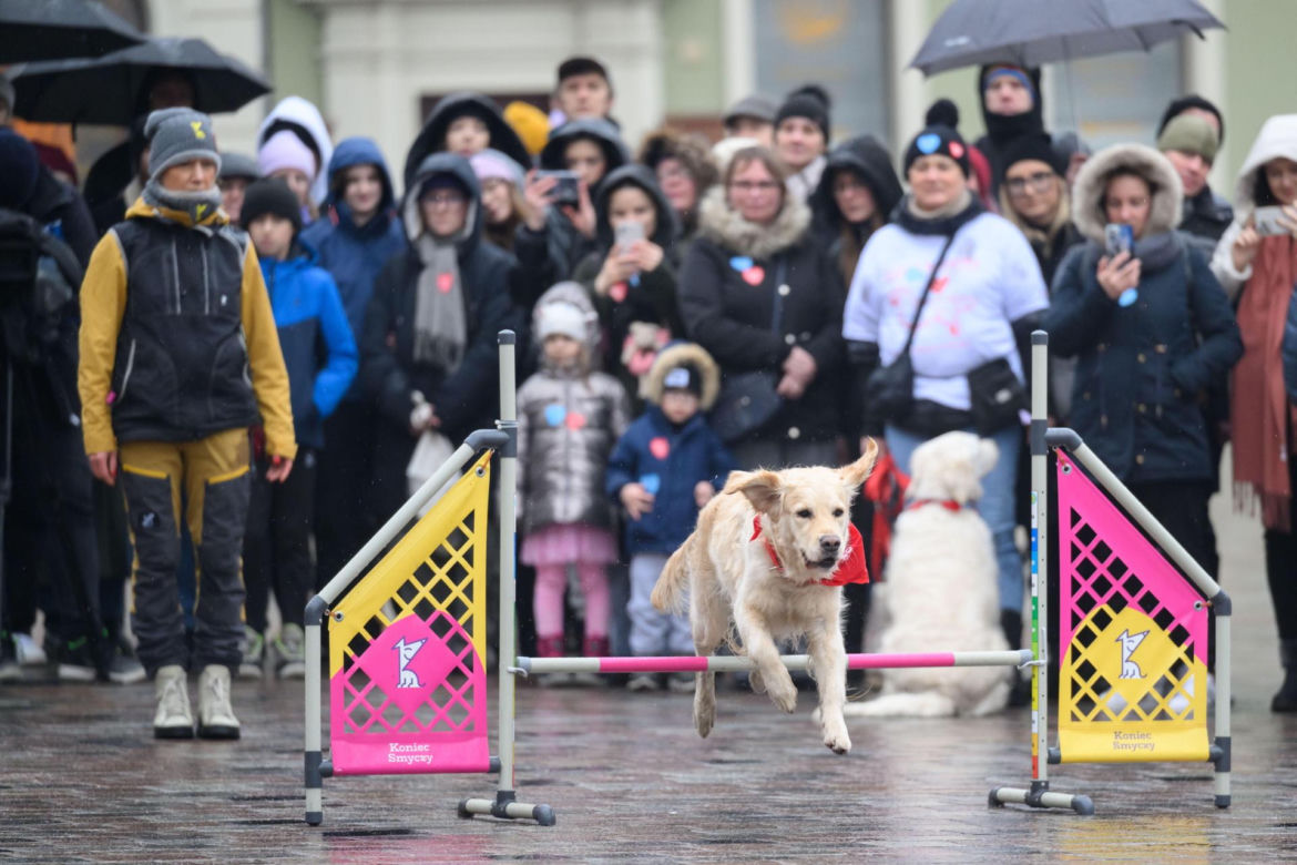 Poznań. Pokaz wyszkolenia psów z grupy „Golden Retriever WOŚP w Poznaniu” podczas 33. Finału Wielkiej Orkiestry Świątecznej Pomocy