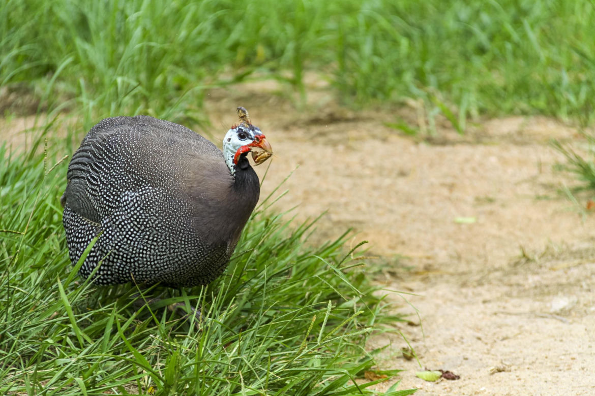 Perliczka zwyczajna (Numida meleagris)