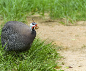 Perliczka zwyczajna (Numida meleagris)