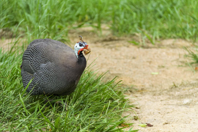 Perliczka zwyczajna (Numida meleagris)
