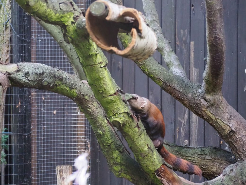 Nowy mieszkaniec warszawskiego zoo. Już niebawem będzie można zobaczyć galidię