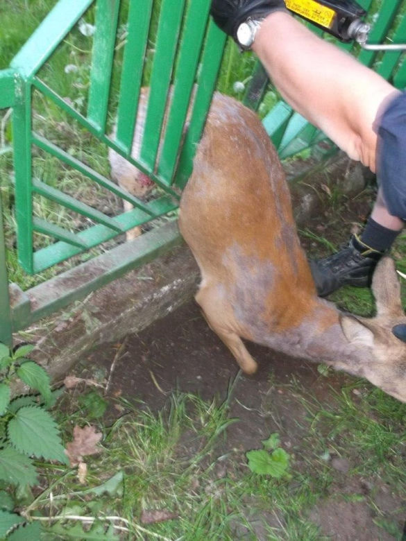 Sarna uwolniona dzięki... podnośnikowi samochodowemu