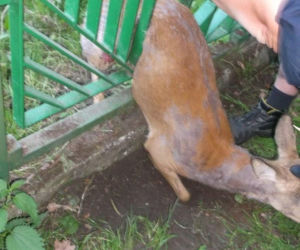 Sarna uwolniona dzięki... podnośnikowi samochodowemu