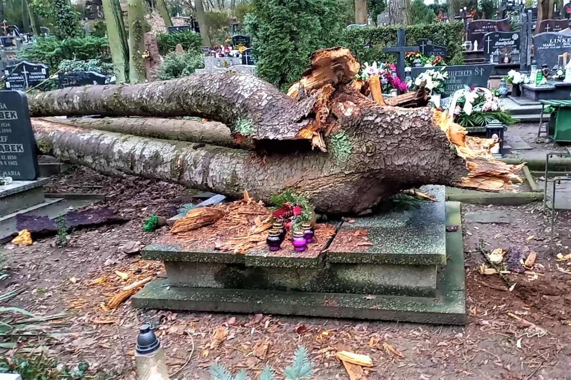 Powalone drzewo na Cmentarzu Centralnym w Szczecinie