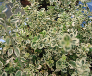 Galeria: Trzmielina Fortune’a ‘Hein’s Silver’ SILVER CARPET®