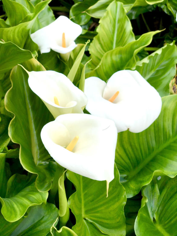 Kalia (Zantedeschia) 