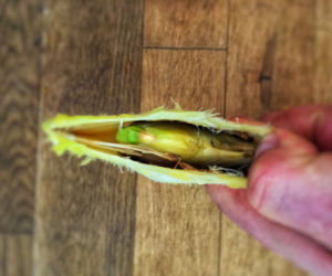 Mango z pestki