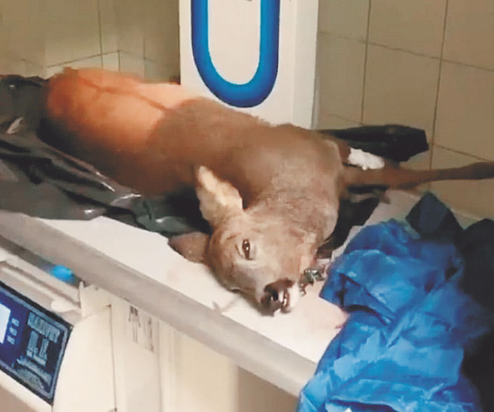 Ratują sarnią szyję