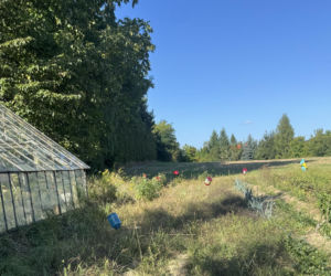 Zakochany łoś na ulicach Lublina. Nic nie robił sobie z samochodów