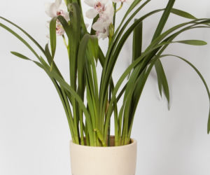 Cymbidium