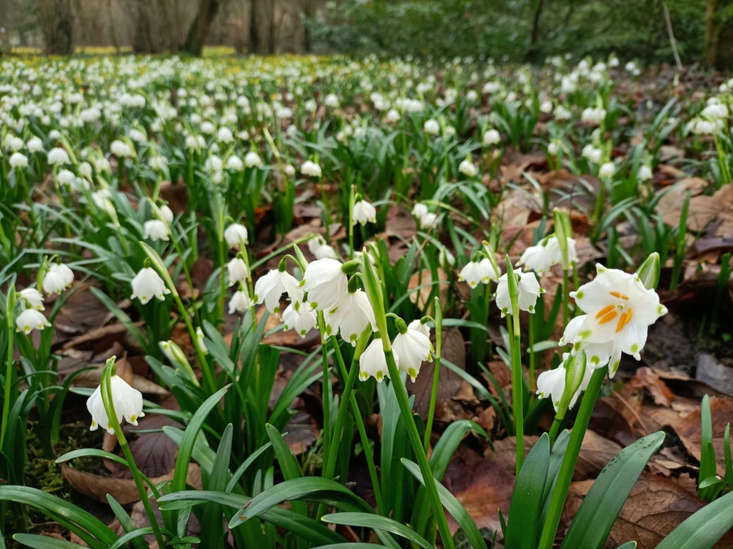 Arboretum Kórnickie - raj dla miłośników pięknych roślin