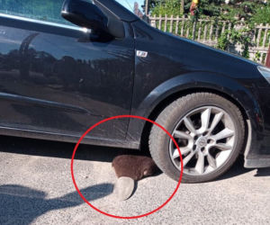 Łódź. Nietypowy gość zaglądał pod auta! Na miejsce wezwano policję! [ZDJĘCIA] 