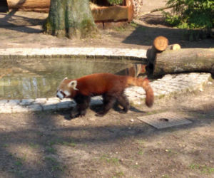 Pandy w Ogrodzie Zoobotanicznym w Toruniu