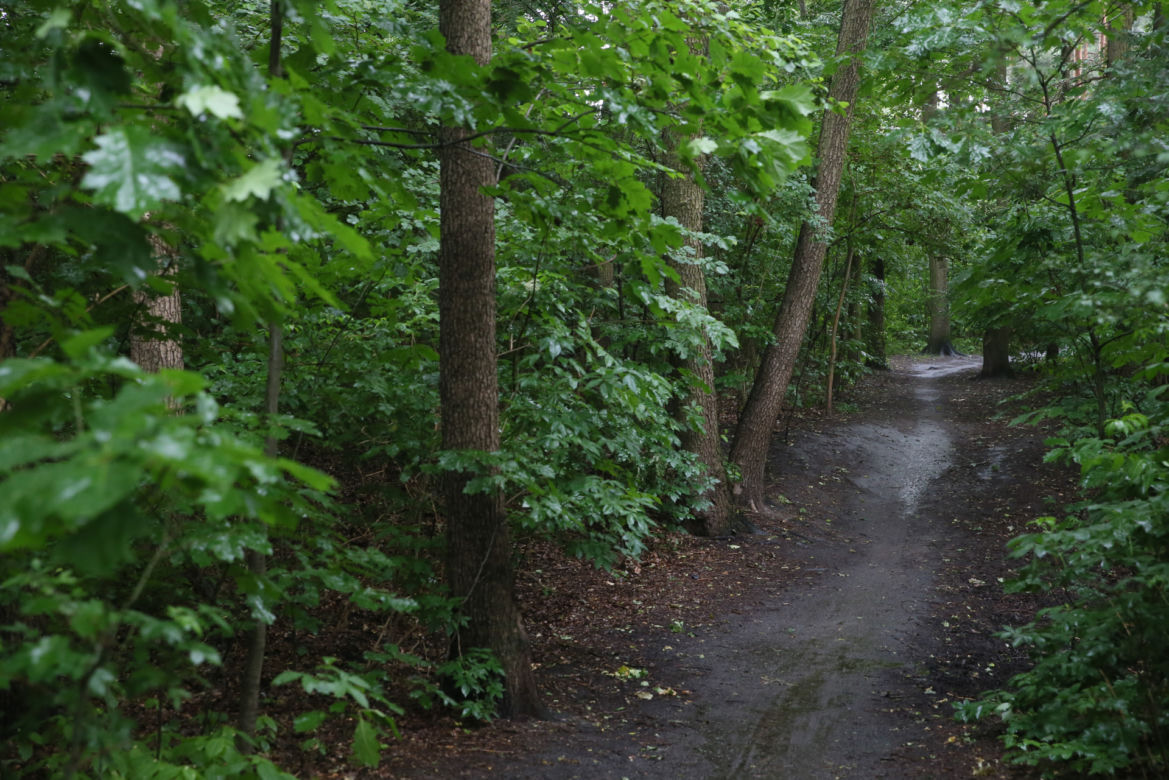 Wytną drzewa żeby zrobić Park Aktywności Rodzinnej. Mieszkańcy Wawra wściekli