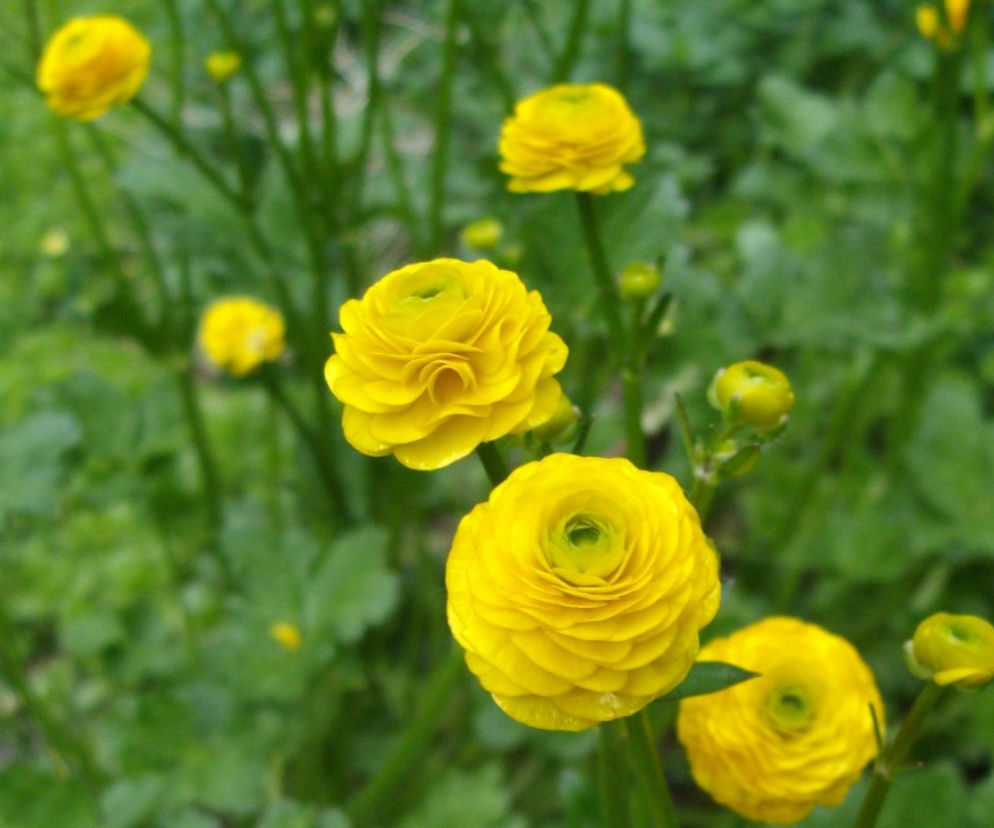 Jaskier ostry 'Multiplex'