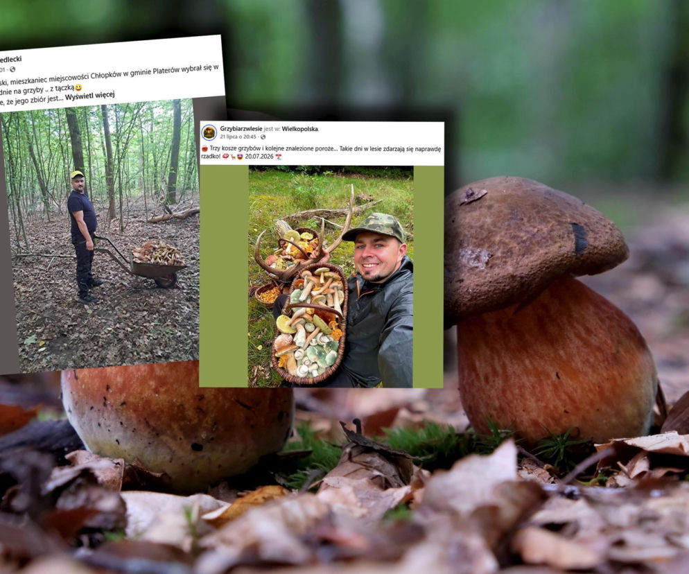 Grzybiarze ruszyli do lasów. Wiadra i kosze są pełne, a jeden z nich wywiózł okazy na taczce!