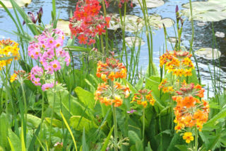 Pierwiosnek z grupy Candelabra - Primula