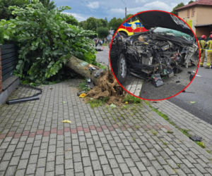 Wyrwał drzewo samochodem! To był dopiero początek